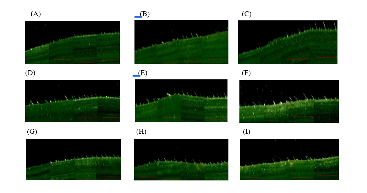 Silicon source from calcium silicate of steel making slag on leaf thickness, trichomes number, yield and silicon content in rice RD 49 variety grown under nutrient solution by deep water technique system