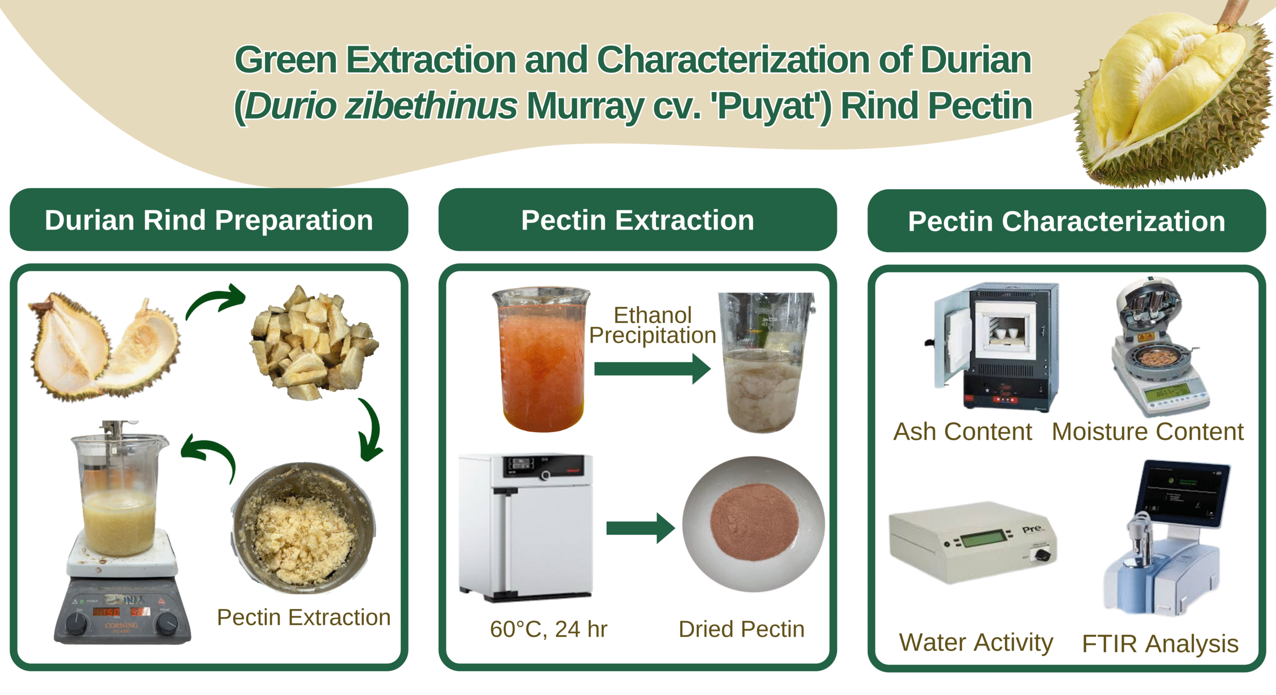 Green extraction and characterization of Durian (Durio zibethinus Murray cv. ‘Puyat’) rind pectin