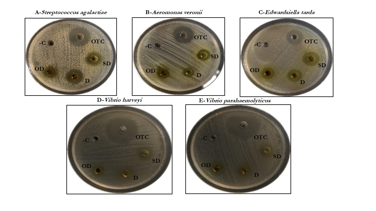 Antibacterial activity of calamansi, Citrofortunella macrocarpa, fruit waste extract against aquaculture pathogens