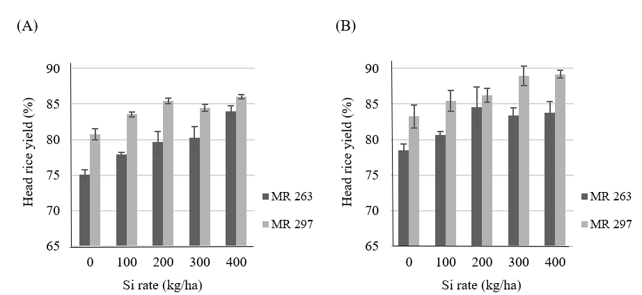 Application of silicon improved rice productivity and reduced chalky rice