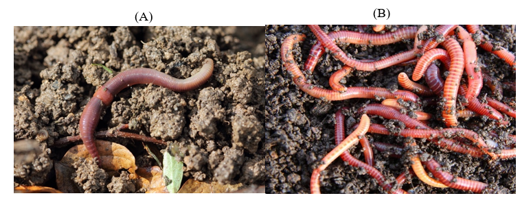 Quality comparison of vermicompost generated from chicken waste, rice straw, and melastoma weed using Perionyx and Lumbricus earthworms