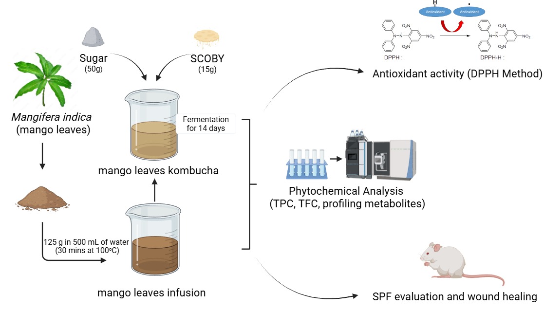Bioactive Cosmetic Potential of SCOBY-Fermented Mango Leaf Extract: Antioxidant, Photoprotective, and Wound Healing Properties