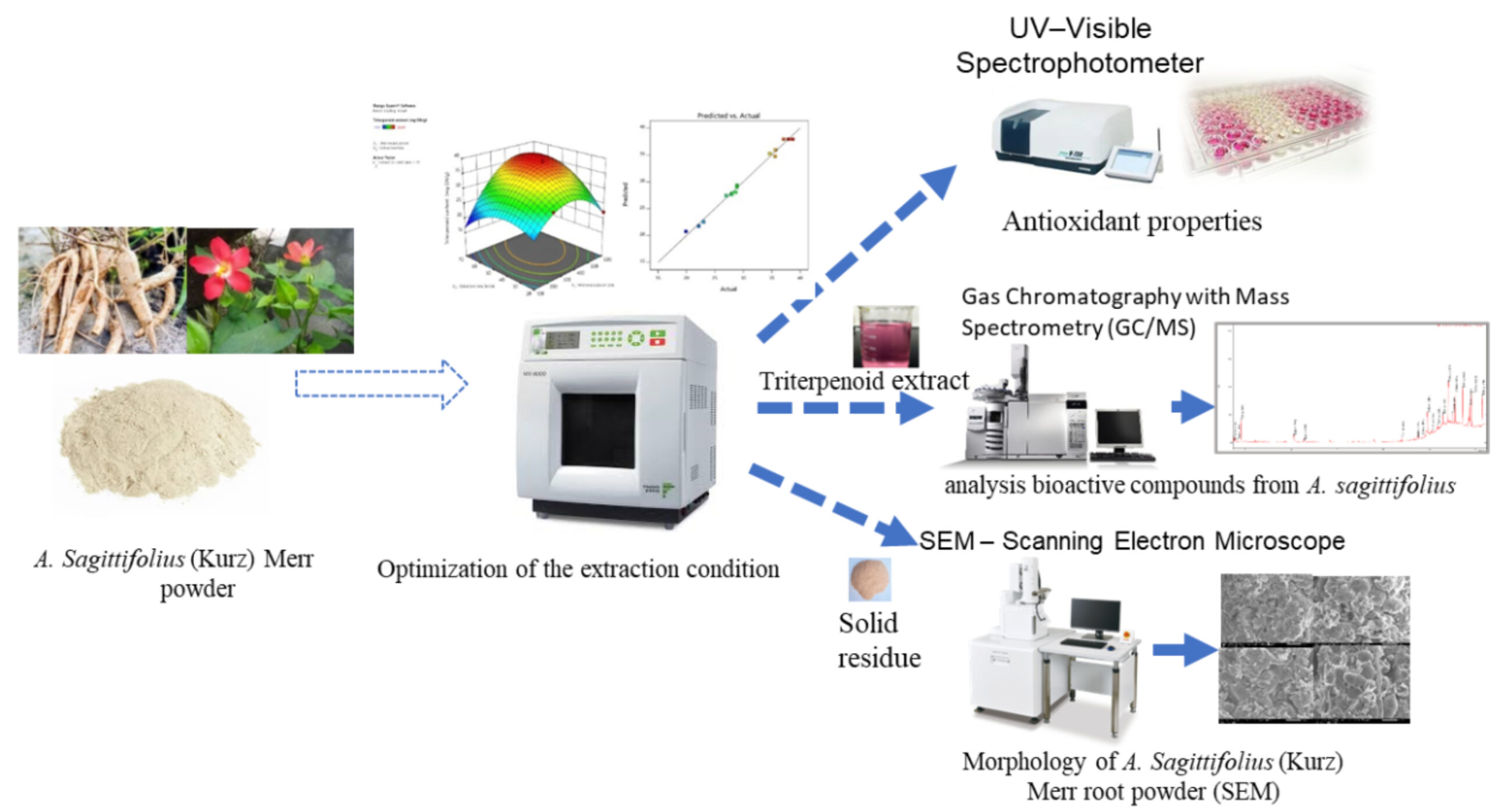 Microwave-assisted extraction of triterpenoid from Abelmoschus sagittifolius (Kurz) Merr roots using deep eutectic solvents
