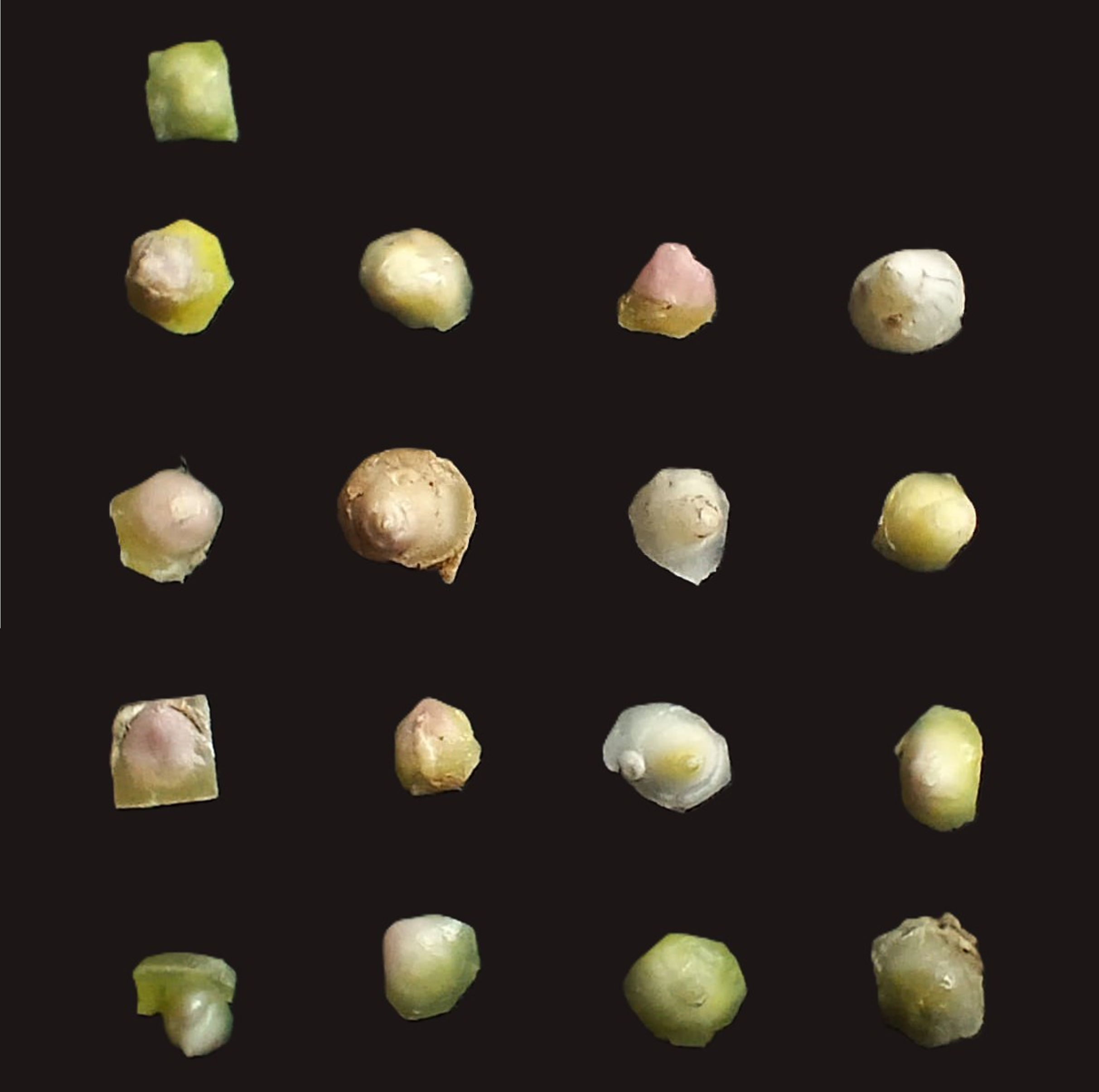 Cytokinin and Auxin Enhance Early Rhizome Development and Essential Oil Production in Curcuma aromatica Salisb.