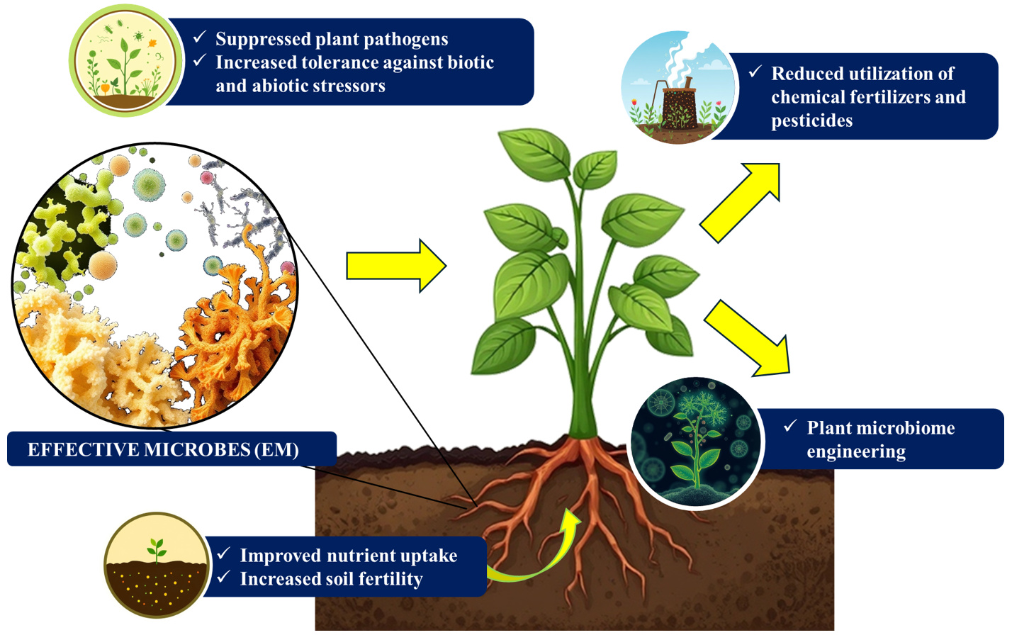 Advancing sustainable agriculture through beneficial microbes: From microbial physiology to synthetic community-based innovations