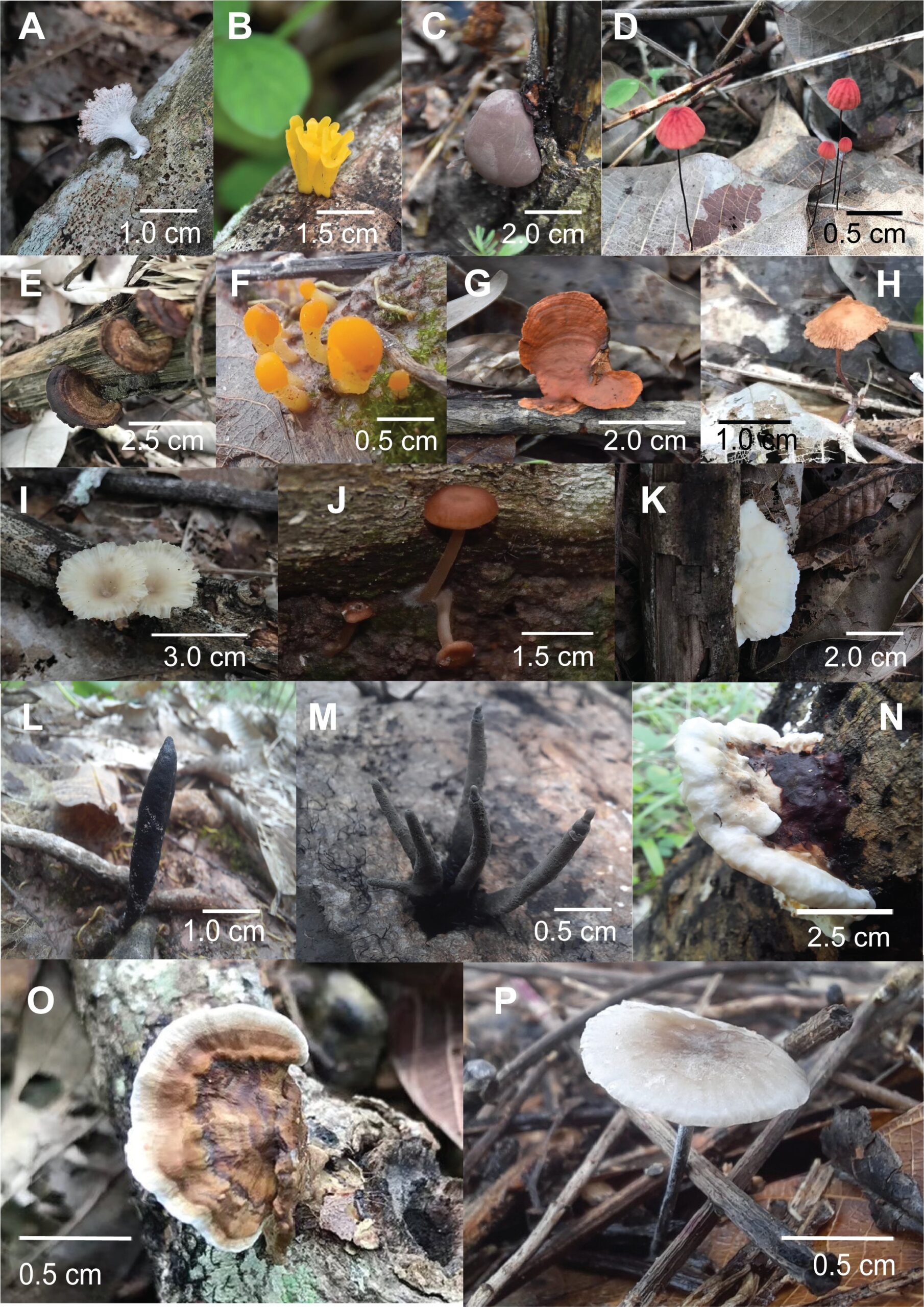 Macrofungi Species in Para Rubber Plantation in Kaeng Hang Maeo District, Chanthaburi Province, Thailand