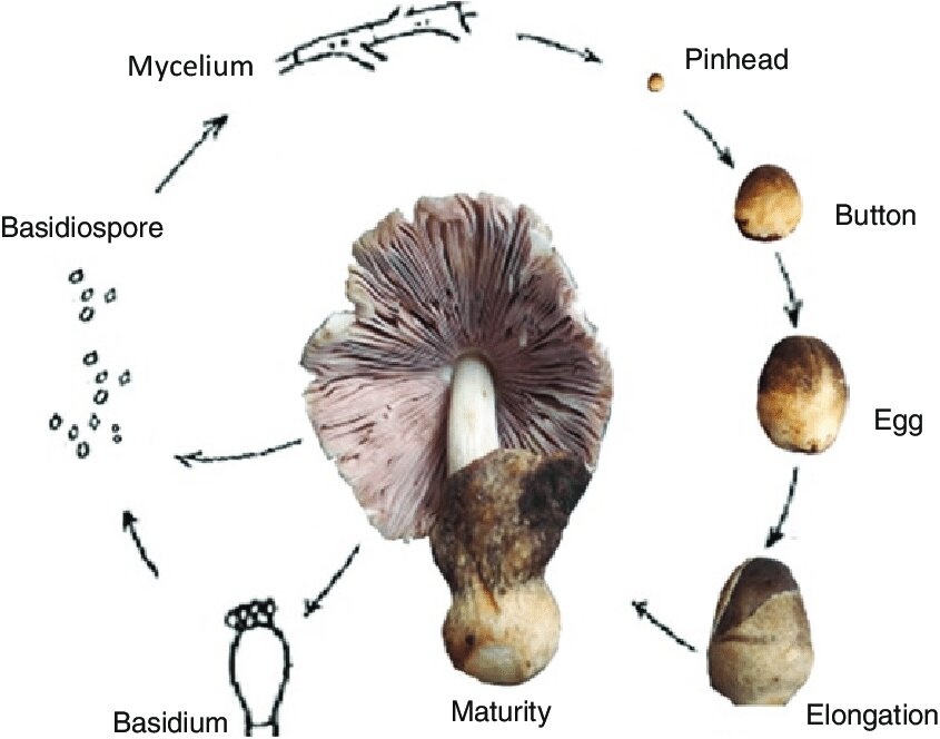 Production Performance and Proximate Nutrient and Myco-chemical Composition of Paddy Straw Mushroom, Volvariella volvacea, Isolates Cultivated on Supplemented Banana Leaf Substrates