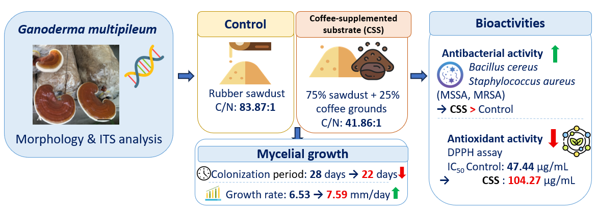 Cultivation of Ganoderma multipileum on Rubber Wood Sawdust and Coffee Grounds: Growth Performance and Bioactive Properties