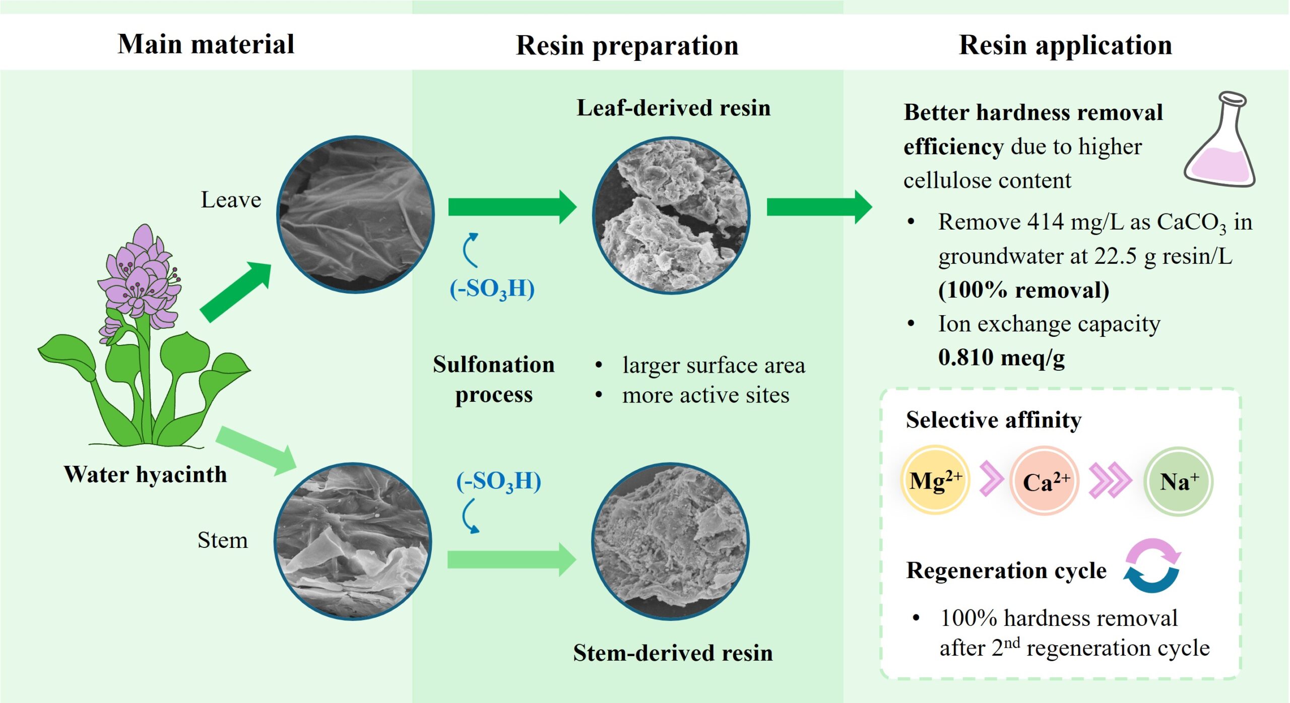Bio-Based Ion Exchange Resin from Water Hyacinth for Efficient Groundwater Hardness Treatment