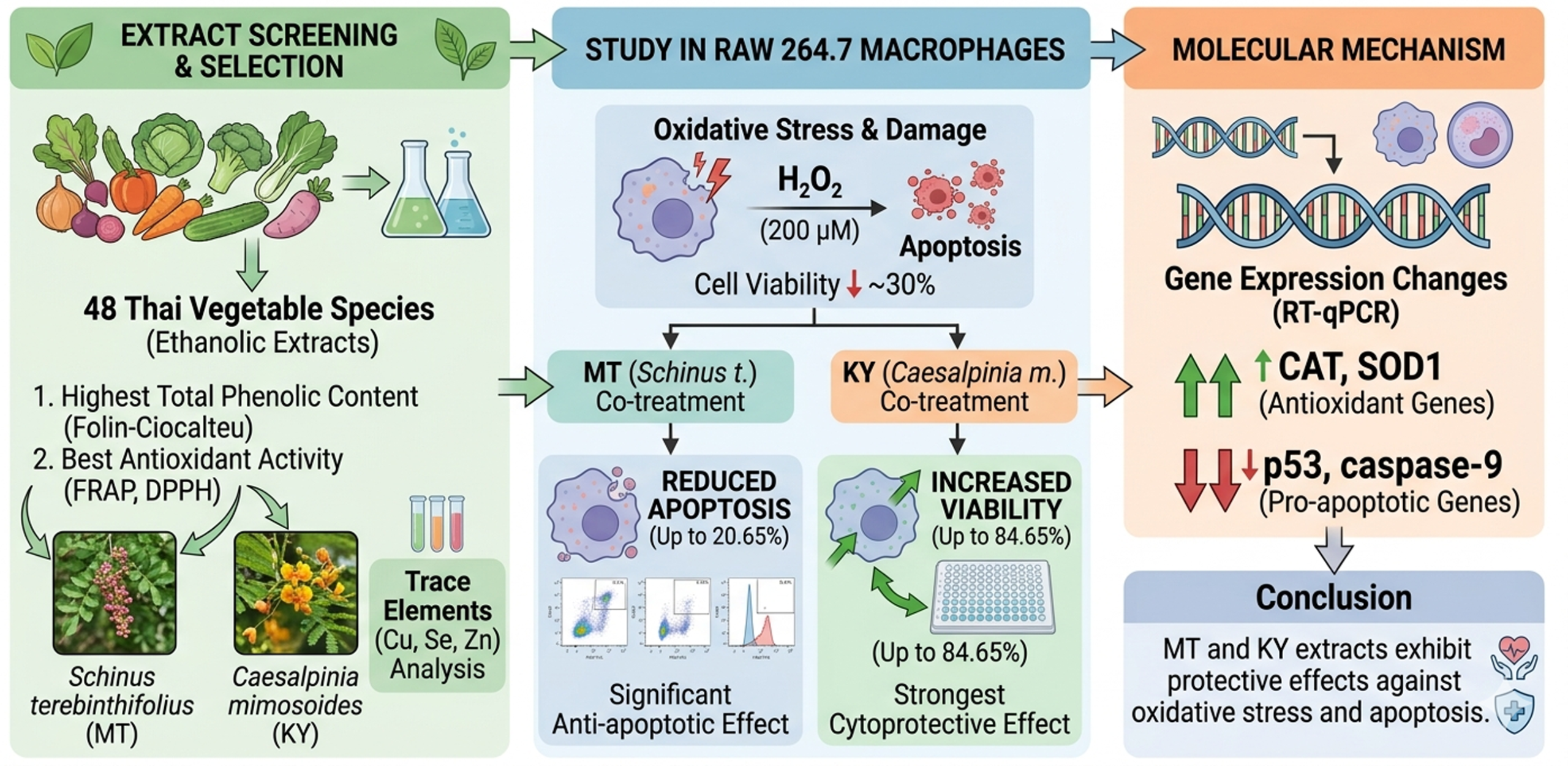 Protective and Therapeutic Effects of Thai Vegetable Extracts Against Oxidative Stress and Apoptosis in RAW 264.7 Macrophage Cells