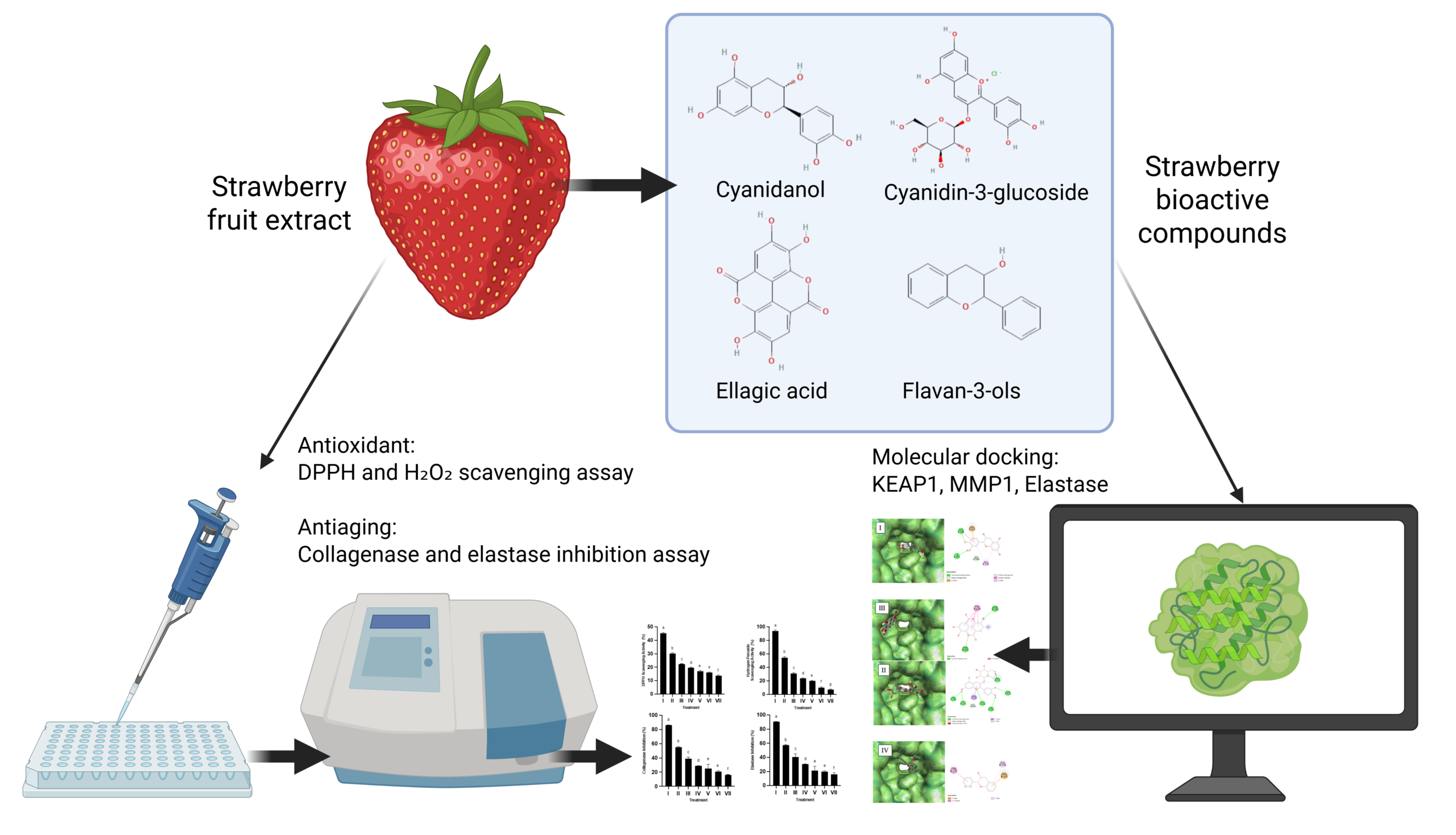 Strawberry (Fragaria ananassa L.) Fruit Extract as an Antioxidant and Extracellular Matrix Protector for Anti-Photoaging