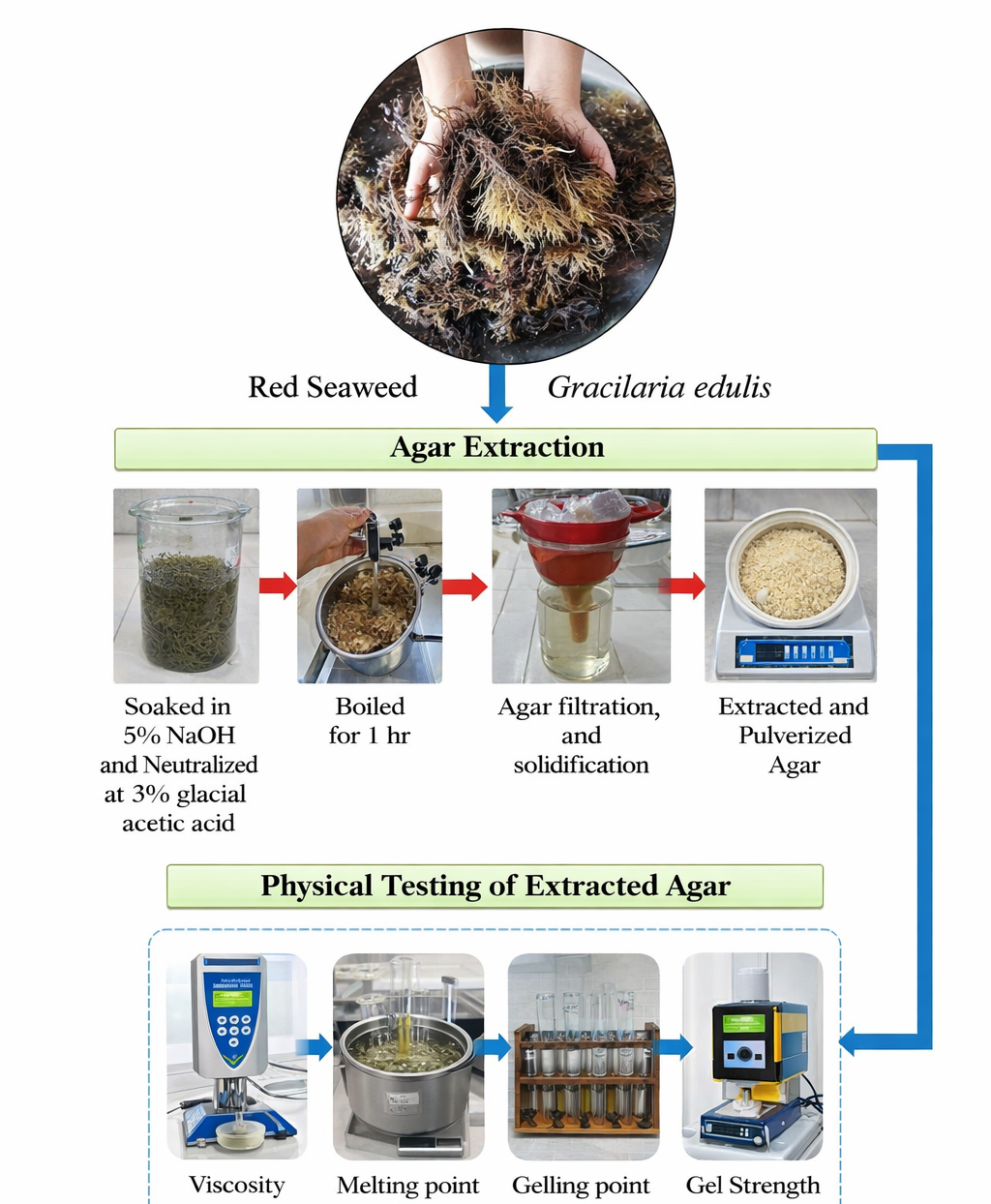 Comparative Effects of Culture Sites on Agar Yield and Quality Parameters of Gracilaria edulis in La Union, Philippines