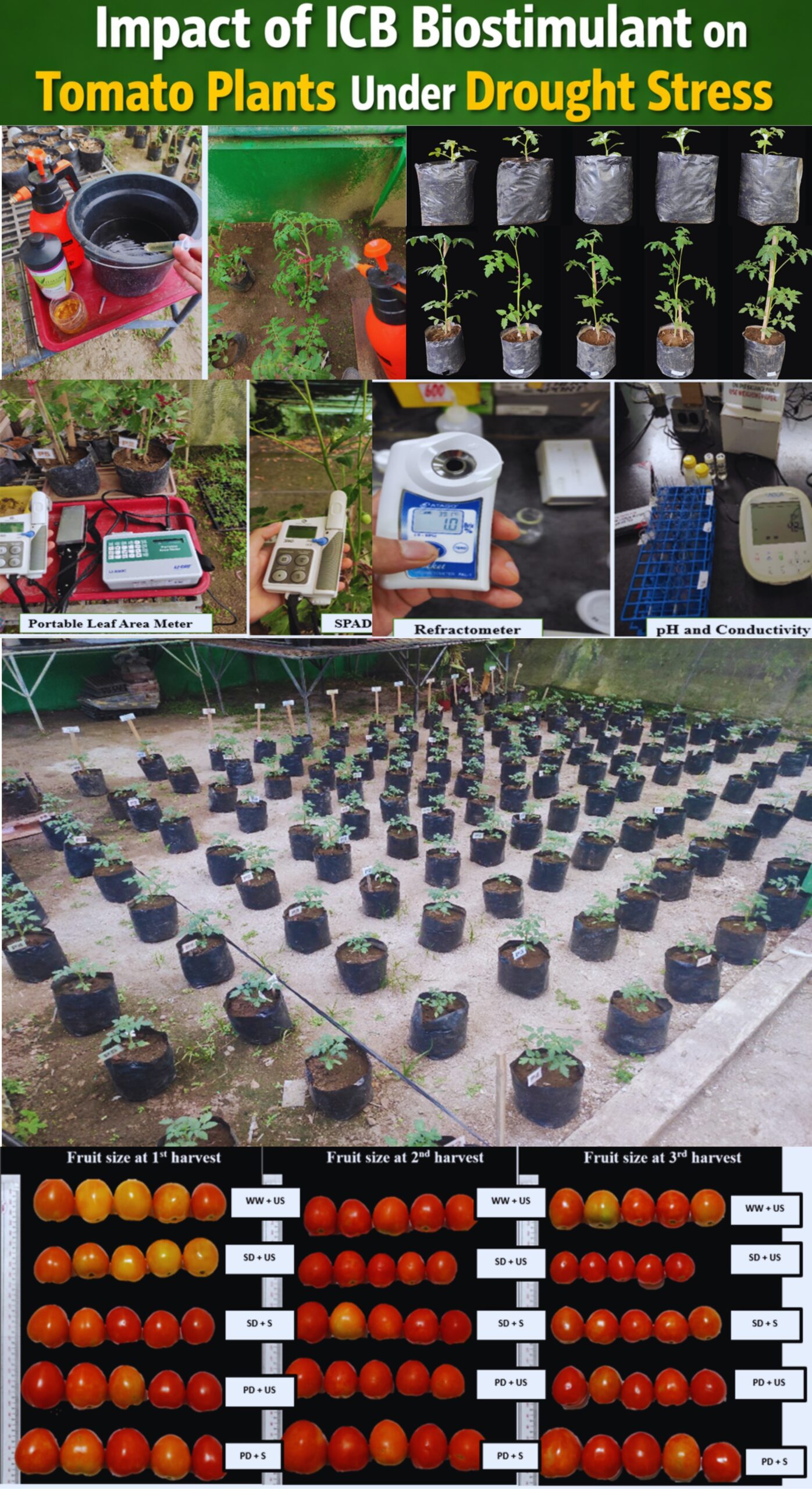 Physiological, Yield, and Fruit Quality Responses of Tomato to Irradiated Carrageenan under Drought Stress